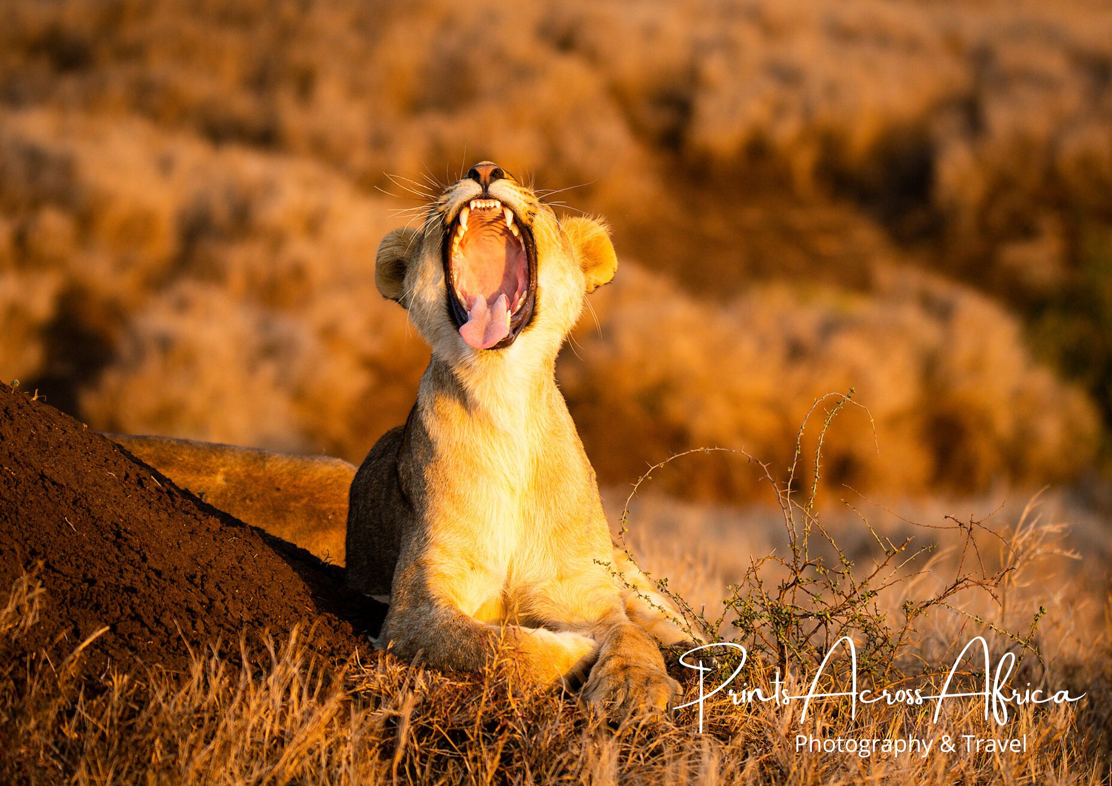 A lion yawning 