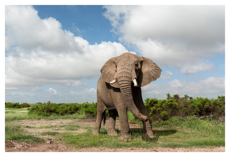 An elephant flaring his ears