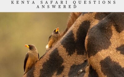 Your Kenya Safari Questions Answered