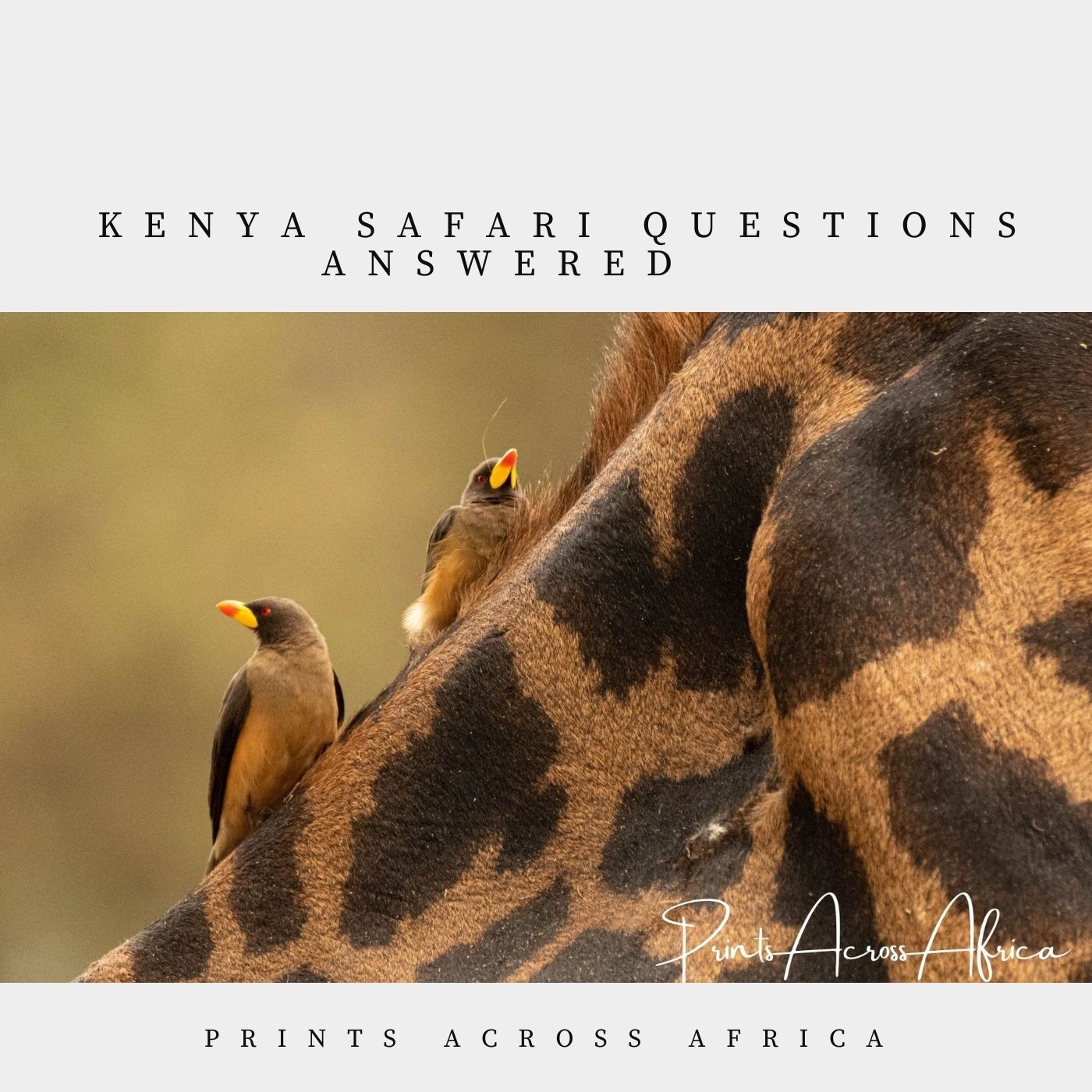 Kenya Safari Questions answered