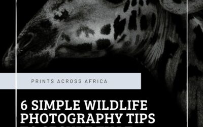6 Simple wildlife photography tips to secure that outstanding shot