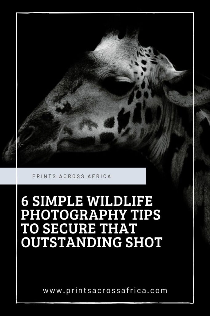 6 Simple wildlife photography tips to secure that outstanding shot