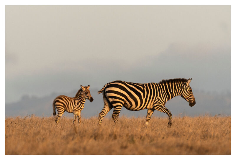 Zebra Baby and Mother Sunset