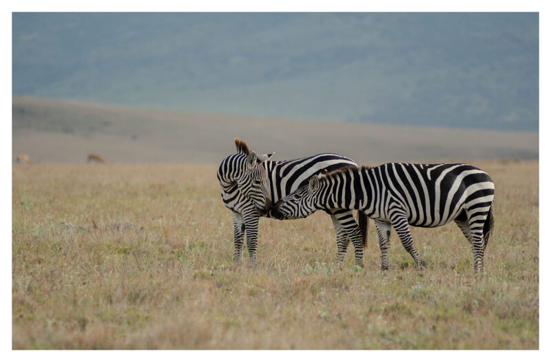 Zebra Kiss