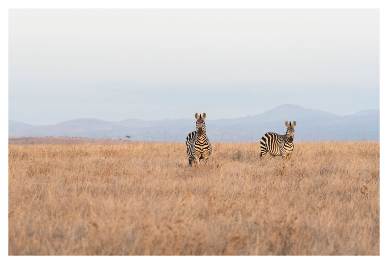 Zebras Watching