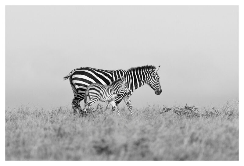 Zebra Mum and Baby Walking