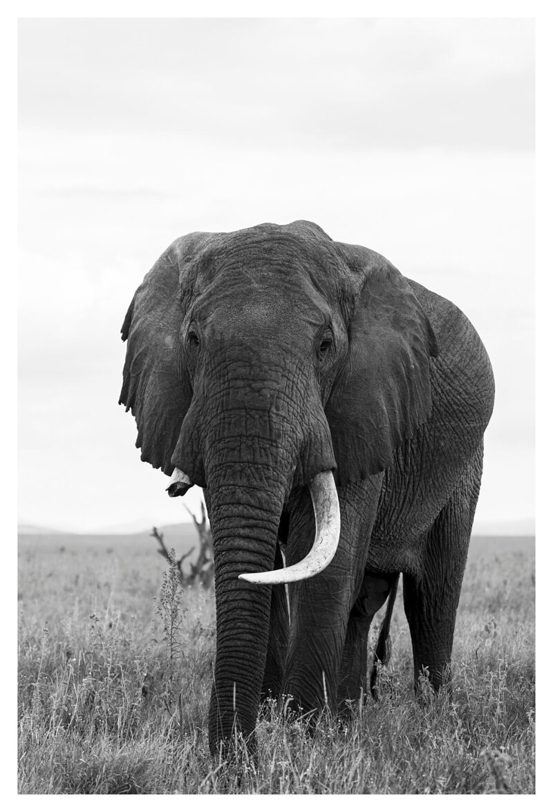 Broken Tusk, Black and White