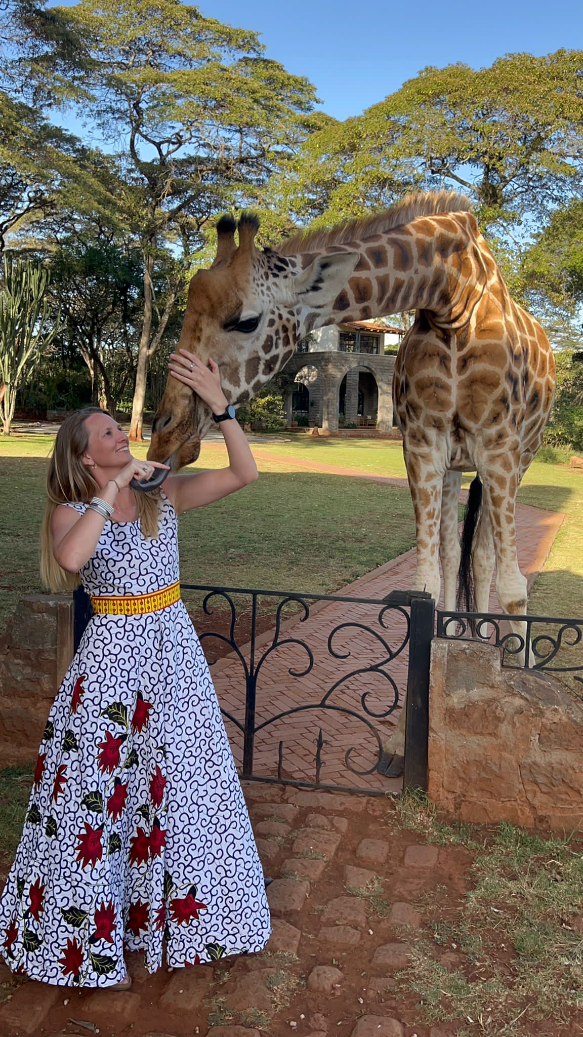 A lady feeding a giraffe