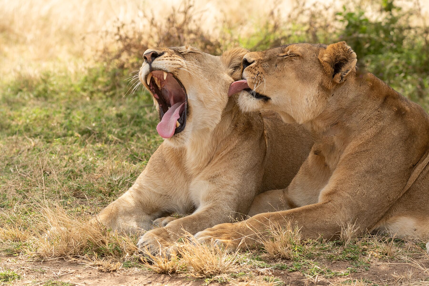 2 lions bonding