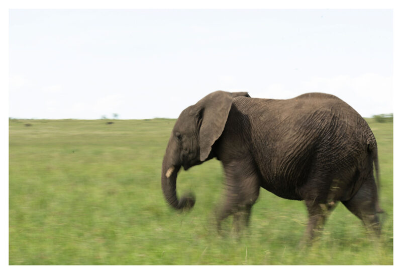 Elephant Run