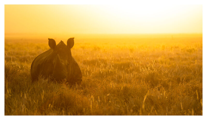 Rhino Sunset