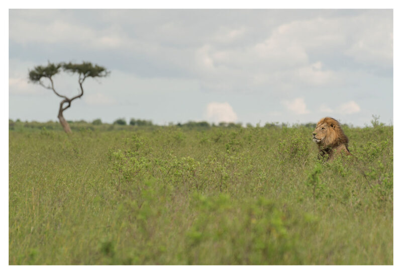 Lion and Tree