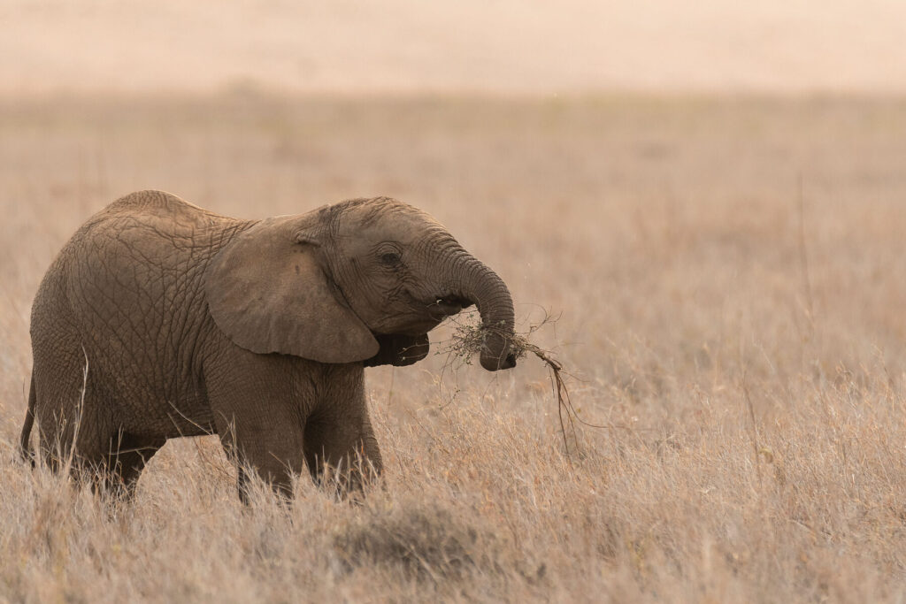 A playful baby elephant