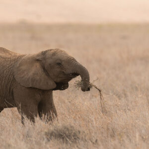 A playful baby elephant