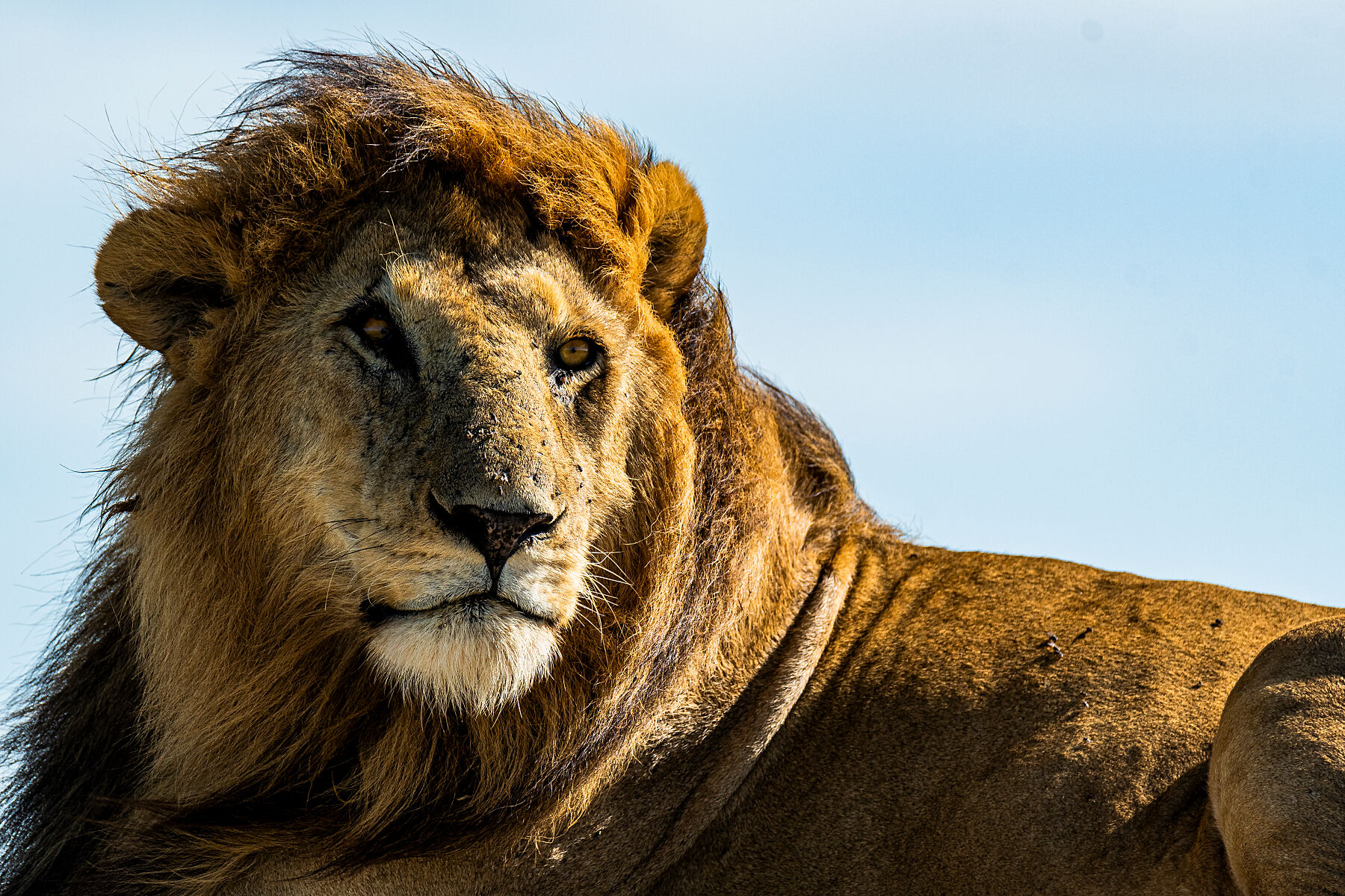 male lion close up
