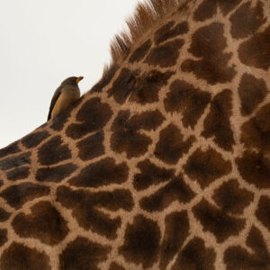 close up giraffe pattern