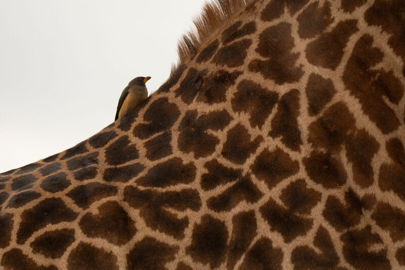 close up giraffe pattern