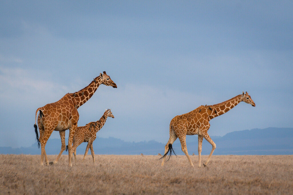 3 giraffe walking