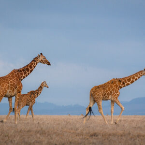 3 giraffe walking