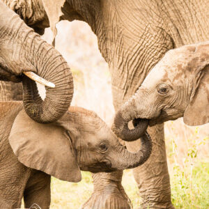 3 elephants together