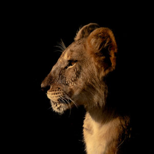 Lion cub profile