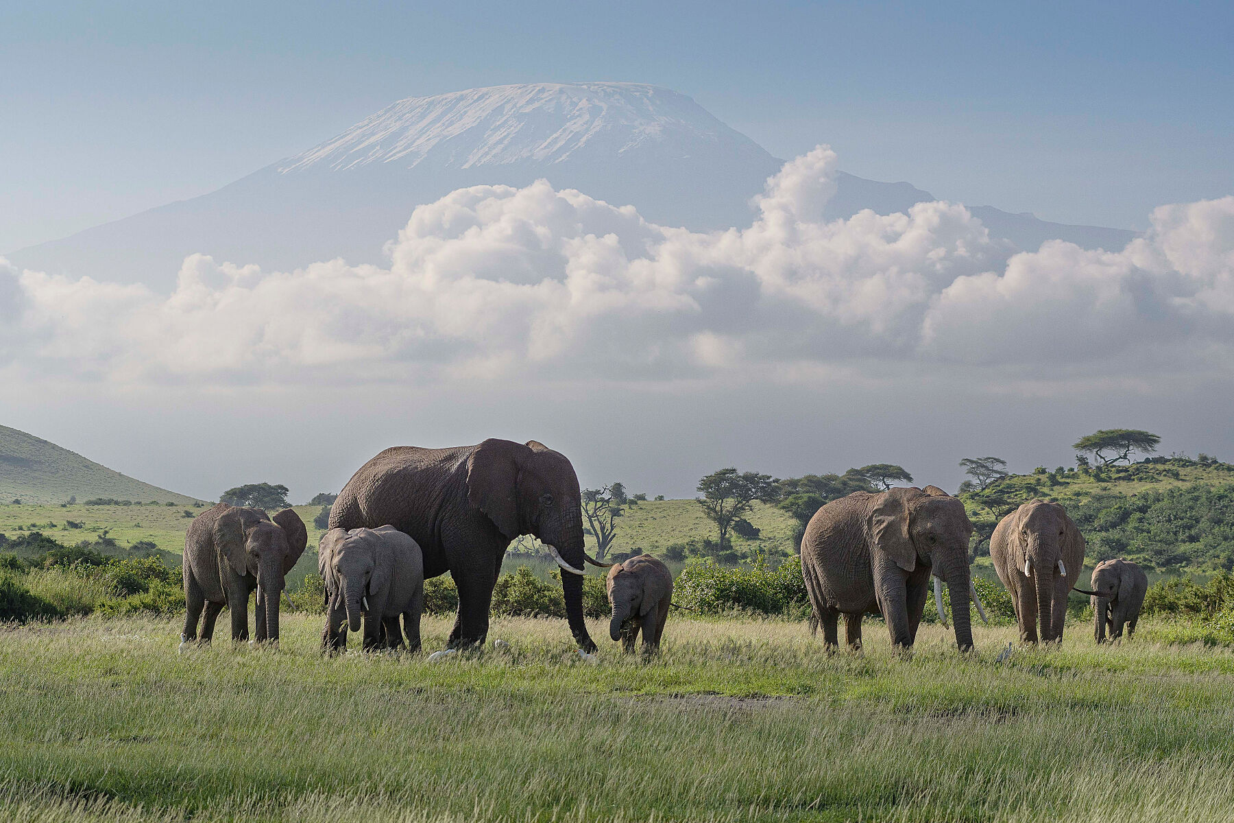 elephants and kilimanjaro