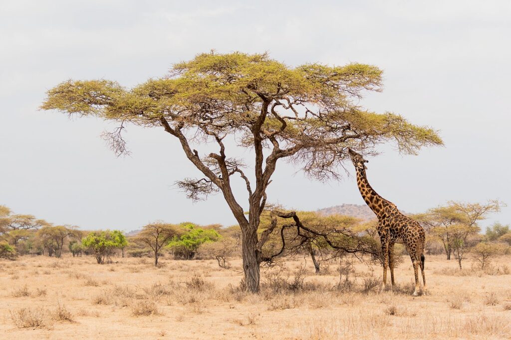 giraffe eating from an acacia tree
