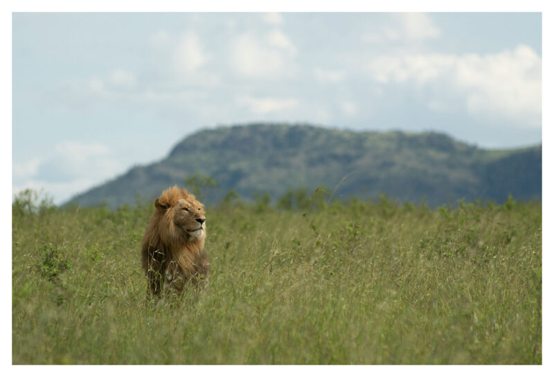 Safe Safari Wildlife interactions