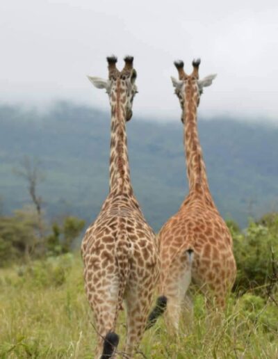 two giraffes - The Positive Impact of Safari Tours on Conservation in Africa