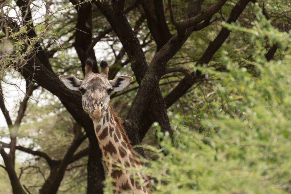 Unforgettable Tanzania safari