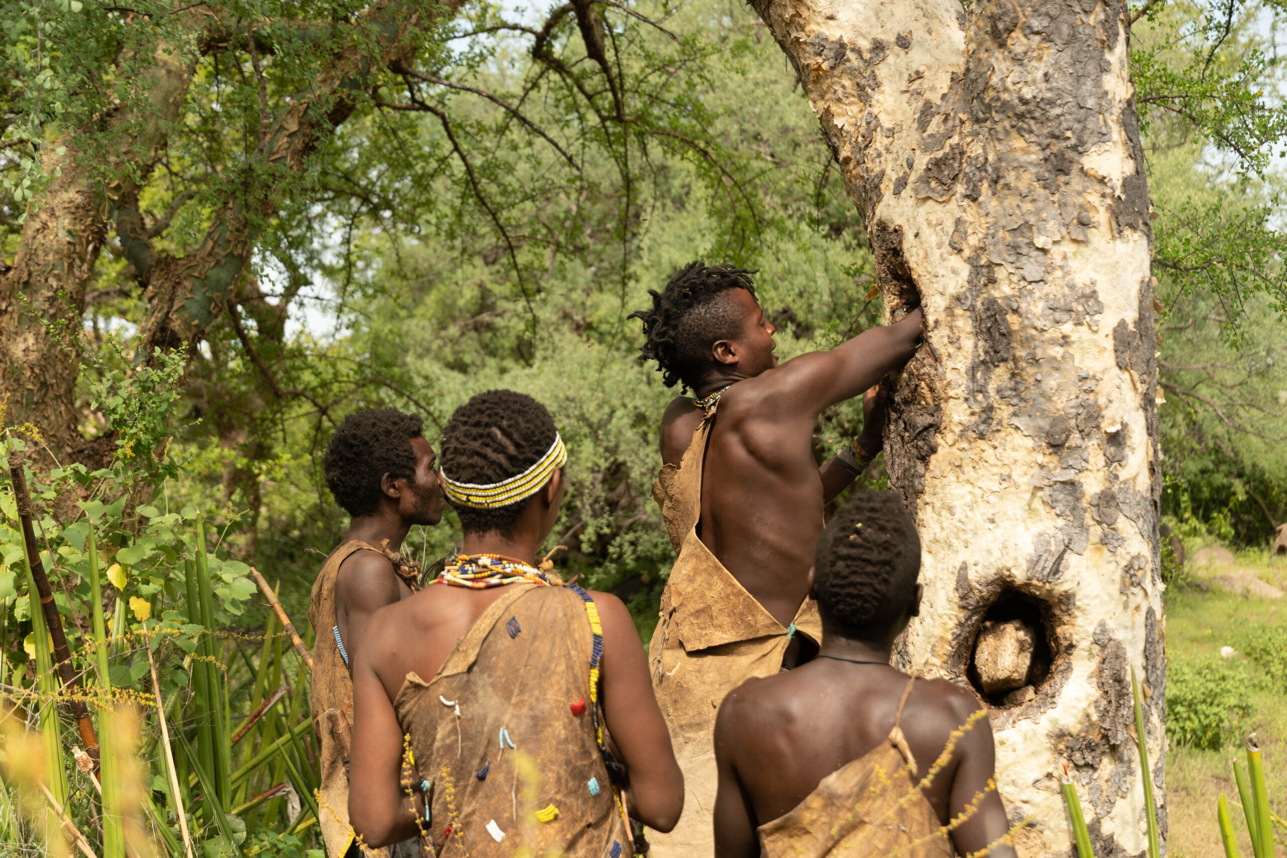 Hadzabe tribe collecting honey