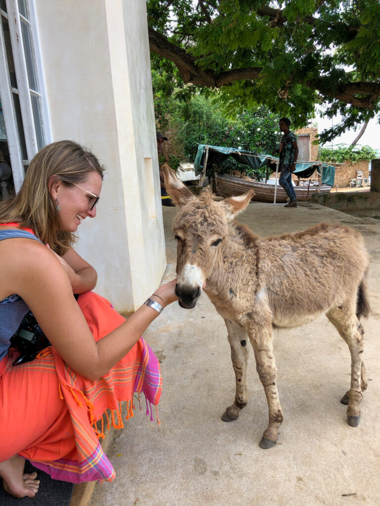 Donkey in Lamu