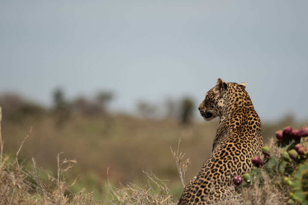 Leopard at Loisaba