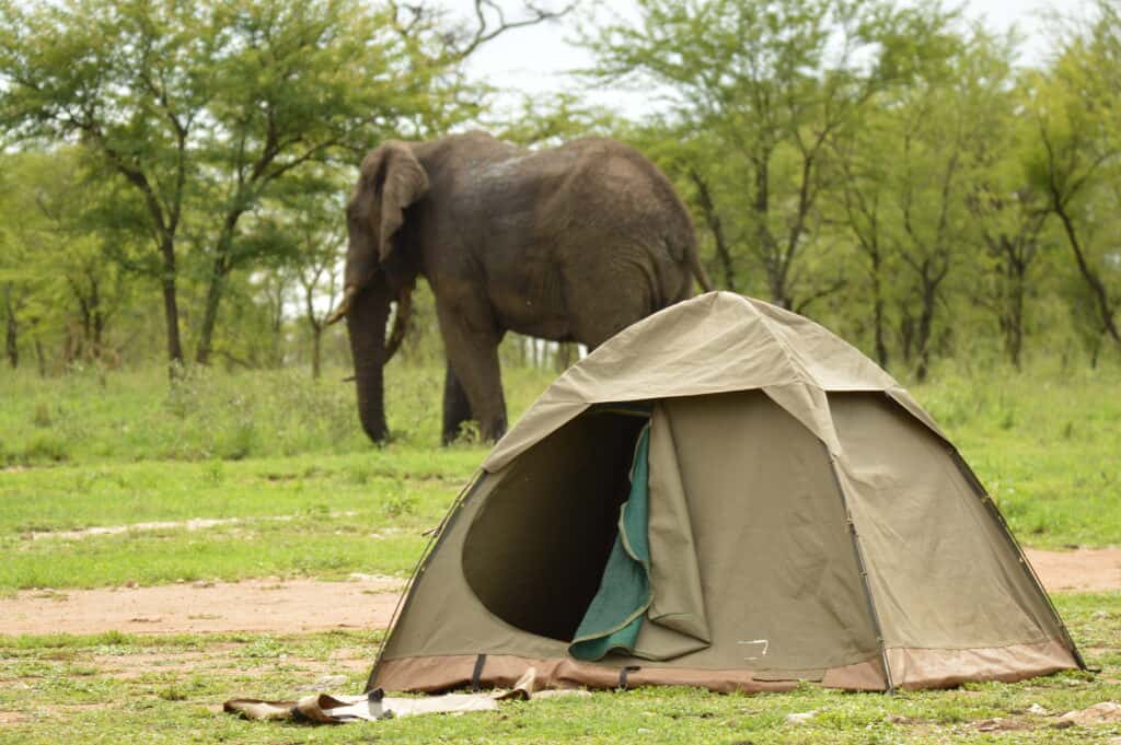 Camping safari