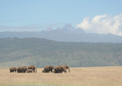 Elephants walking infront of Mt Kenya