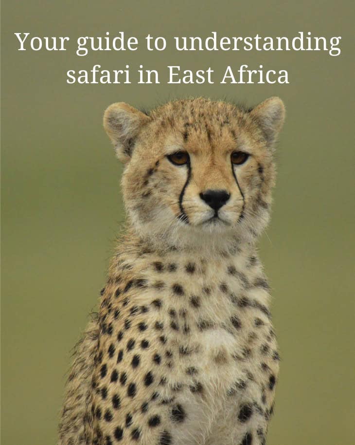 Your guide to understanding safari in East Africa