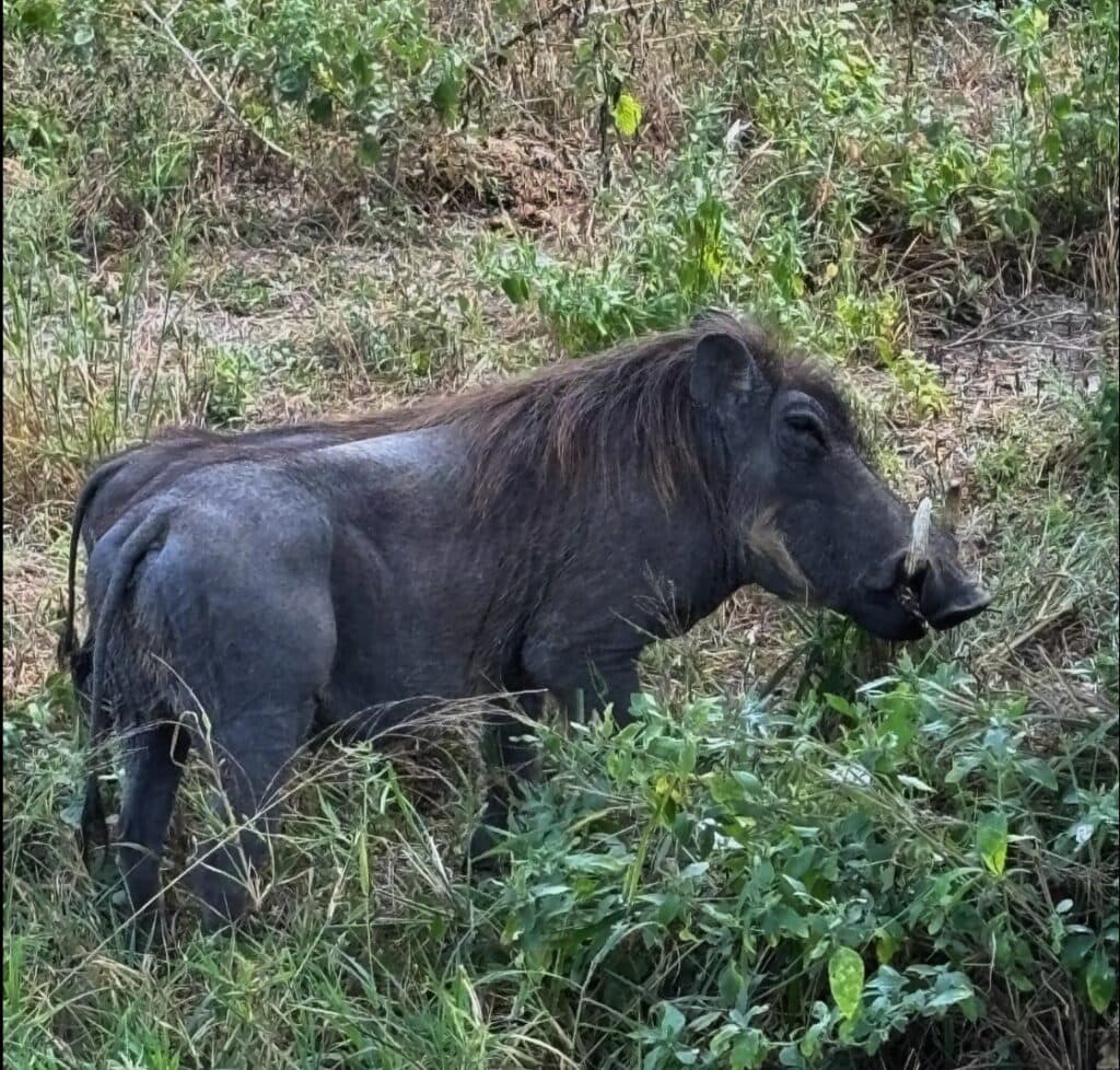 Warthog in Arusha National Park, Tarangire 